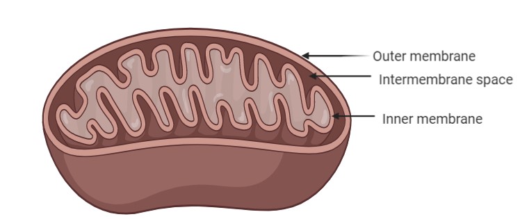 Biology homework question answer, step 1, image 1